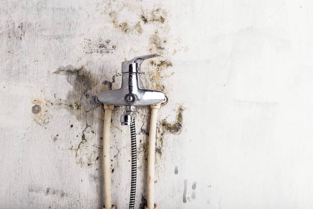 Best Emergency Mold Removal  in Swissvale, PA