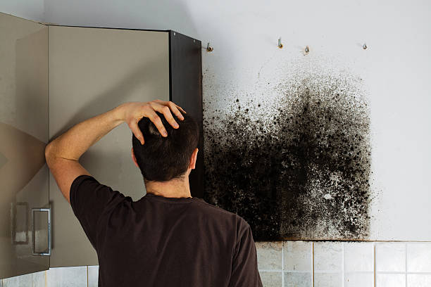 Best Commercial Mold Removal  in Swissvale, PA